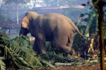मानव-हात्ती द्वन्द्व : दुई दशकयता ७२ जनाको मृत्यु        